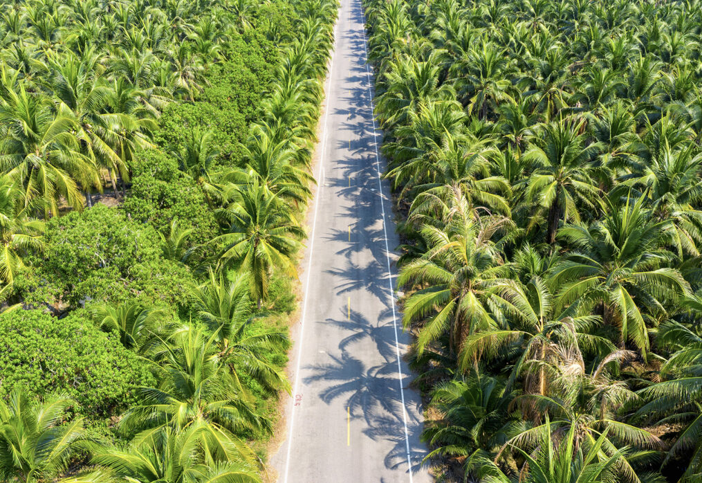 Digital Farming: Strengthening Coconut Farmers in the Philippines