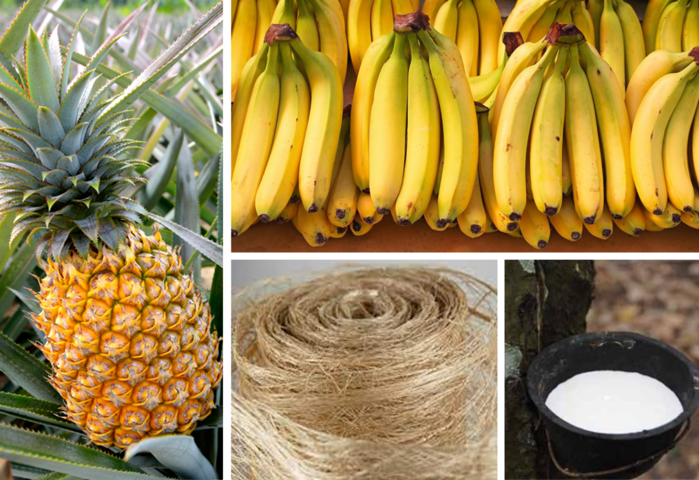 “OneDA Family” 2021 Yearender: DA to further prop up exports of banana, pineapple, other high-value crops