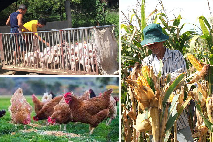 “OneDA Family” 2021 Yearender: Propping up corn production, controlling ASF to revive livestock, poultry sector