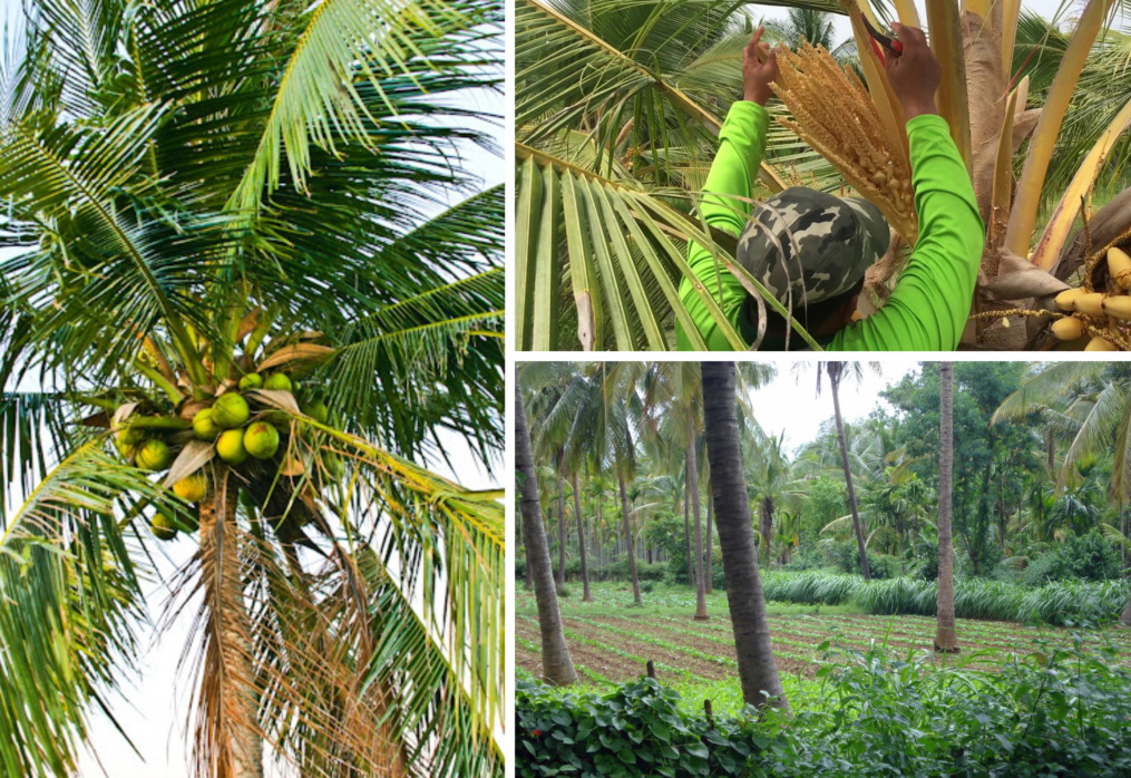“OneDA” Family 2021 Yearender: Coco farmers, industry law: Gamechanger, catalyzer