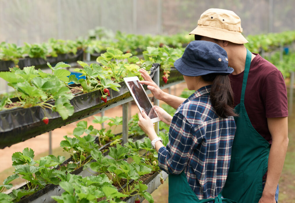 Digital farming makes agriculture sustainable in Japan