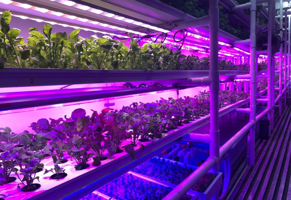 Vertical farming posed as solution to address hunger in Philippines
