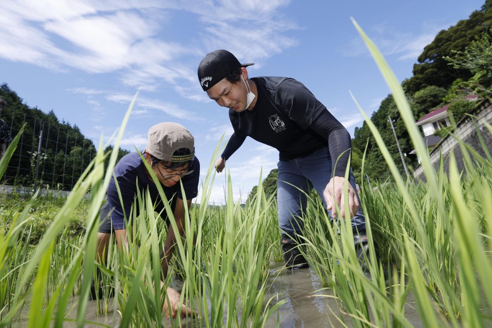 Sake brewers building brand cachet by cultivating bespoke rice crops