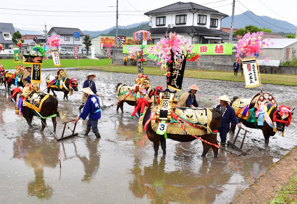 Mibu no Hana Daue rice planting rite held in Kita Hiroshima with no audience to preserve tradition