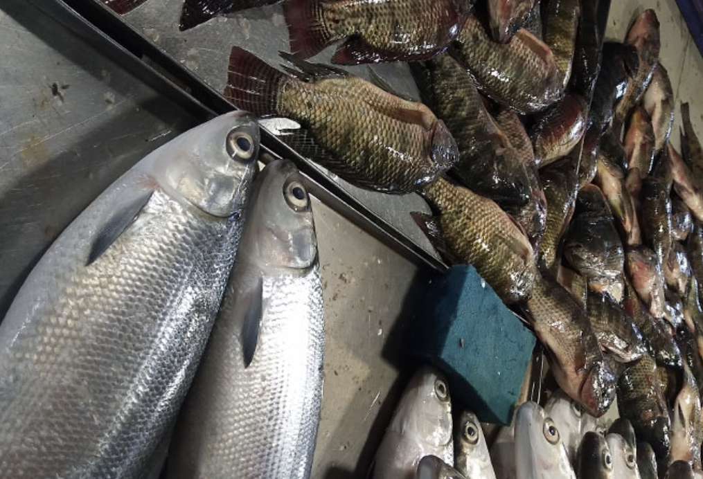 PH develops low-cost feeds for milkfish, tilapia – DA