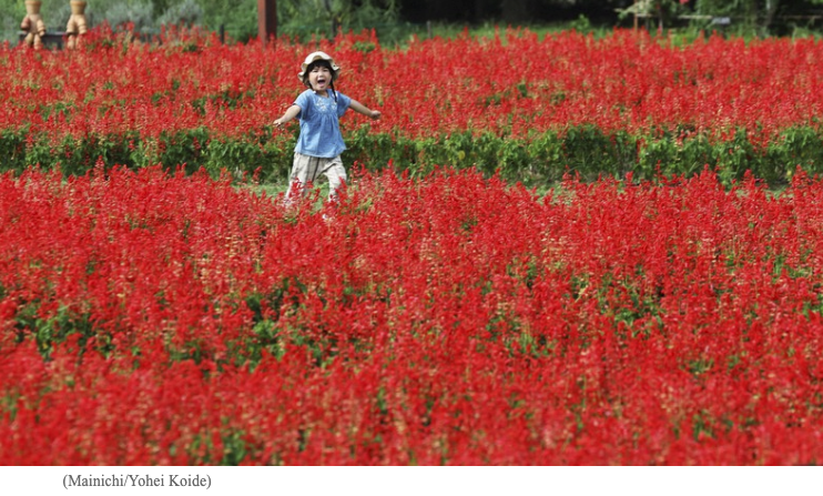 Japan Photo Journal: Salvia flowers create brilliant red carpet at Saitama park