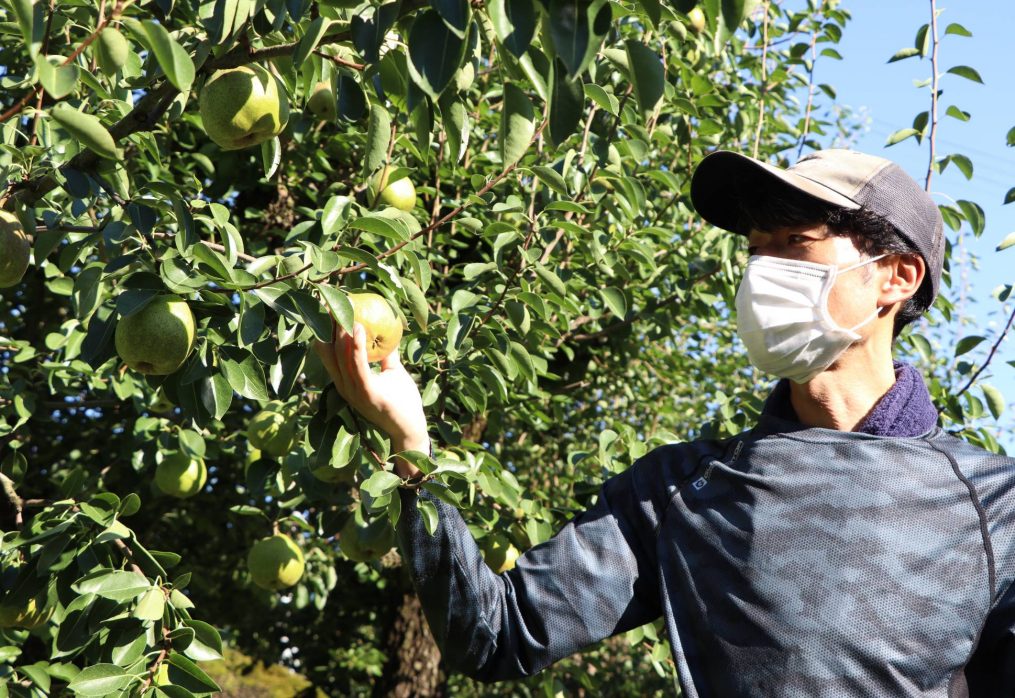 Tohoku fruit producers look to overseas markets for growth