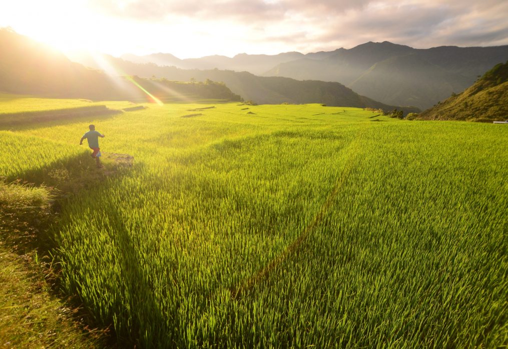 PH rice production remains high despite big challenges