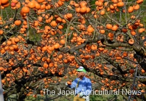 Koge Hanagoshogaki persimmons tree-ripened in western Japan