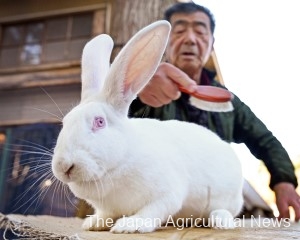 Will new year bring jump in demand for jumbo rabbits?