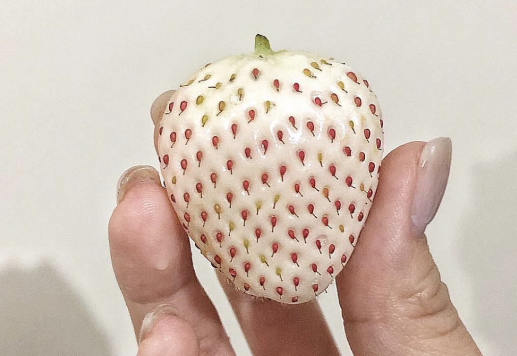 Is The Japanese White Strawberry Worth The Hefty Price Tag?
