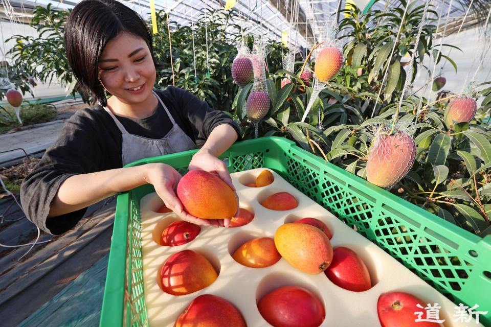 Mangoes grown with hot spring heat in wintry Hokkaido make overseas debut