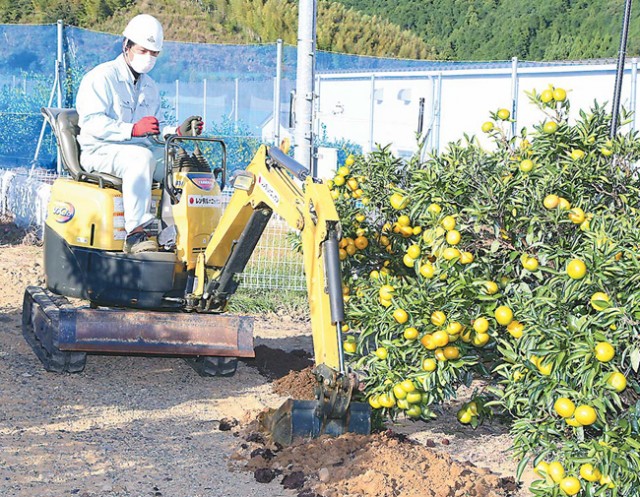 パワーショベルで温州ミカンの土壌改良　静岡県、省力化・資材高対策に