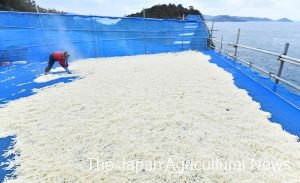Yudeboshi-Daikon (boiled and dried radish) gets more flavor in cold wind (Saikai City, Nagasaki Prefecture)