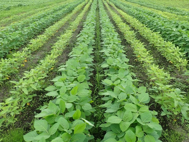シストセンチュウ　大豆で抵抗性品種　農研機構、寒冷地向け